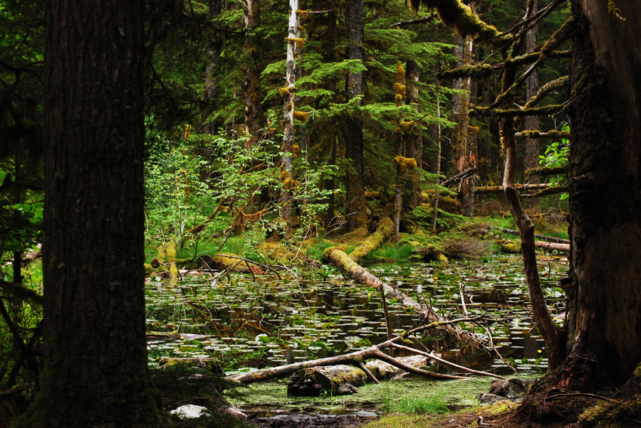ALASKA ICY STRAIT POINT CRUCEROS ALASKA ICY STRAIT POINT ALASKA NATURALEZA ALASKA EXCURSIONES CRUCEROS ALASKA CRUISES FOREST BOSQUES
